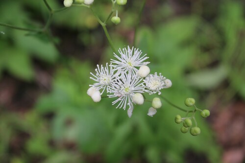 Image of Trautvetteria applanata by (c) Dominic, some rights reserved (CC BY)