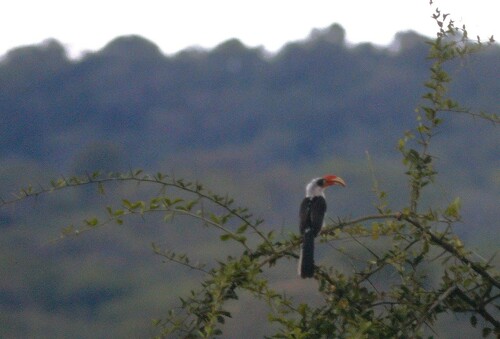 Von der Decken's Hornbill
