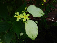 Pseudomussaenda flava