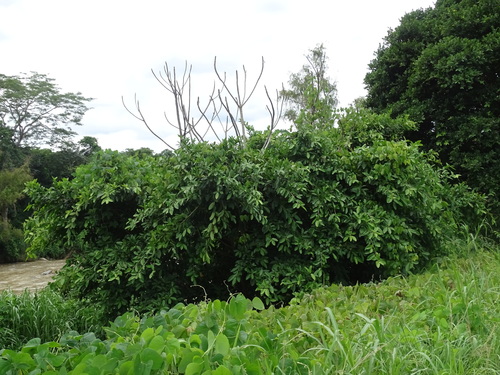 Costa Rica Strangler Fig (Ficus costaricana)