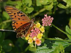 Dione vanillae maculosa