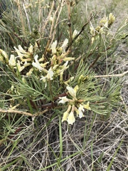 Astragalus pectinatus
