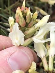 Astragalus pectinatus