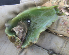 Dolabrifera brazieri