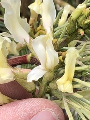 Astragalus pectinatus