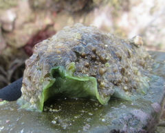 Dolabrifera brazieri