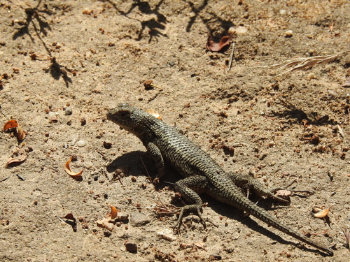 iNaturalist observation photo of Western Fence Lizard