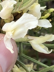 Astragalus pectinatus