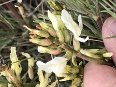 Astragalus pectinatus