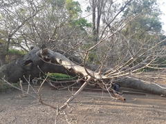 Adansonia