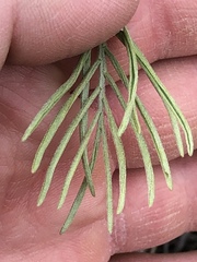 Astragalus pectinatus