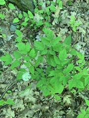 Actaea rubra