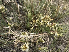 Astragalus pectinatus
