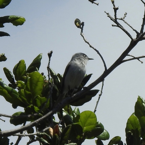 iNaturalist observation photo of Blue-gray Gnatcatcher