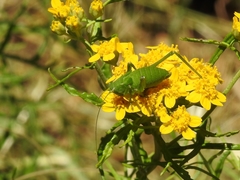 Platylyra californica