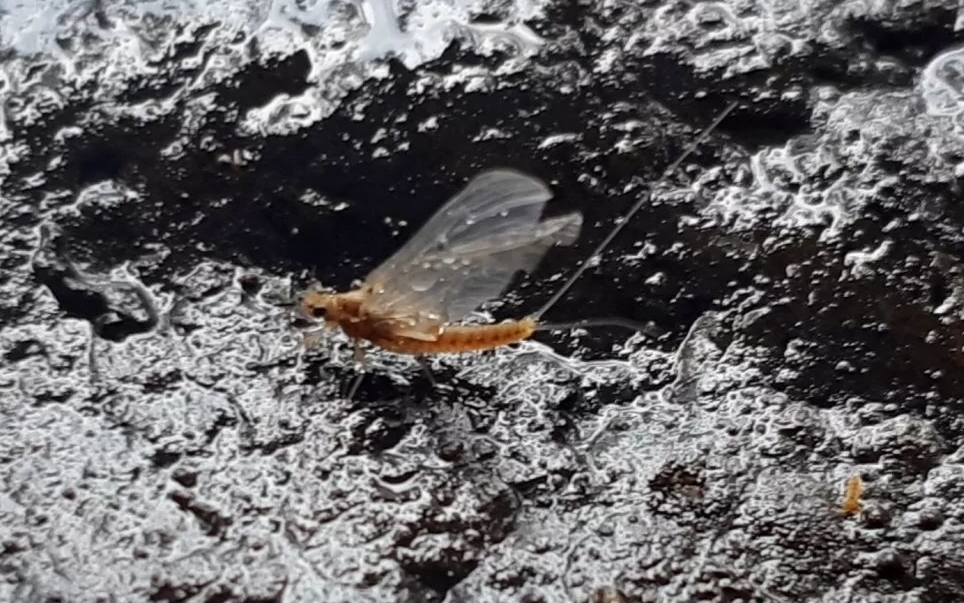 Andesiops torrens