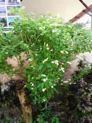 Pseudomussaenda flava