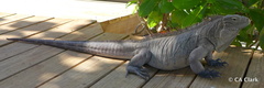 Cyclura nubila caymanensis