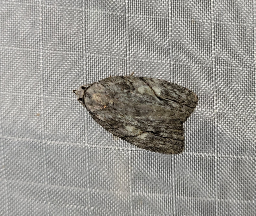 White-blotched Balsa Moth from Ward Pound Ridge Reservation, Kimberley ...