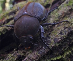 Dynastes septentrionalis