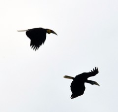 Rhyticeros undulatus