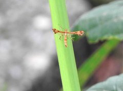 Xyroptila oenophanes