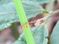Xyroptila oenophanes