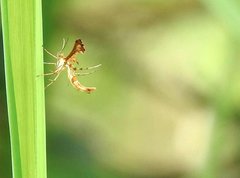 Xyroptila oenophanes