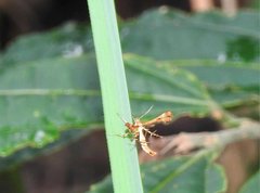 Xyroptila oenophanes