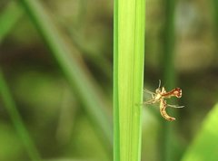 Xyroptila oenophanes