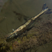 California Freshwater Shrimp - Photo (c) Tony Iwane, some rights reserved (CC BY-NC)