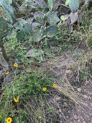 Micrurus tener tener