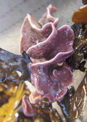 Lithophyllum carpophylli