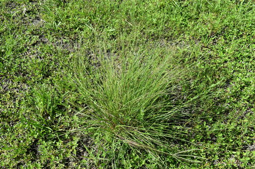 Image of Aristida patula by (c) Kristály Cravens-Liszak, some rights reserved (CC BY)
