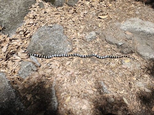 iNaturalist observation photo of California Mountain Kingsnake