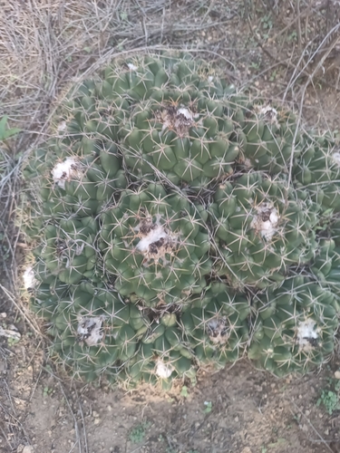 Coryphantha elephantidens