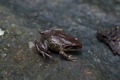 Pristimantis curtipes