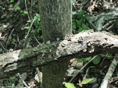 Porodisculus pendulus