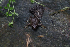 Pristimantis curtipes