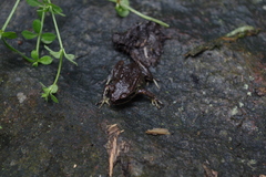 Pristimantis curtipes