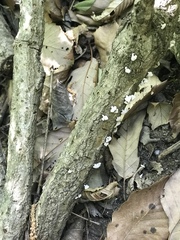 Porodisculus pendulus