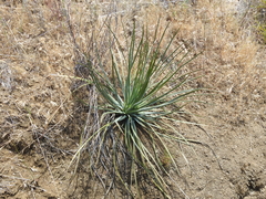 Hesperoyucca