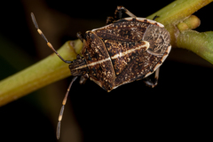 Oncocoris geniculatus