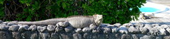 Cyclura nubila caymanensis