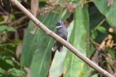 Rhipidura albicollis