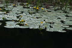 Nuphar variegata