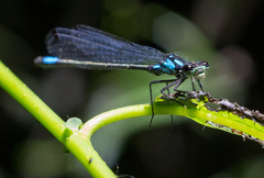 Zoniagrion exclamationis