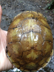 Terrapene carolina triunguis