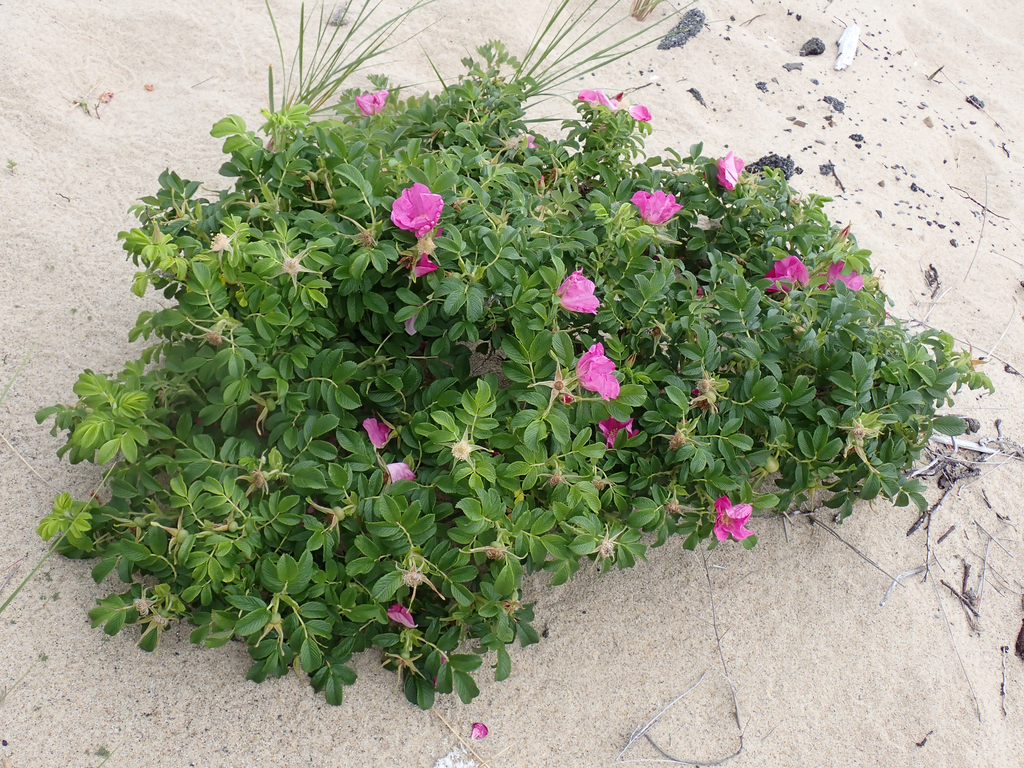 rugosa rose (Rosa rugosa) · iNaturalist