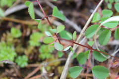 Sanguisorba officinalis